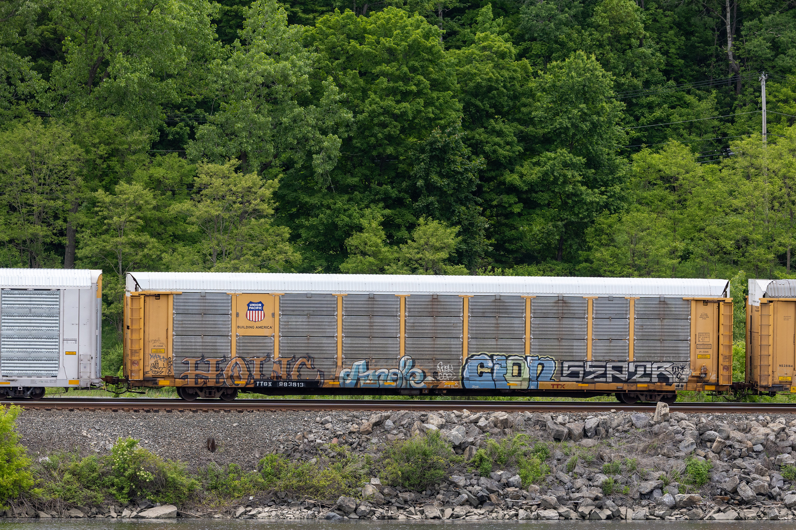 TTGX 983613