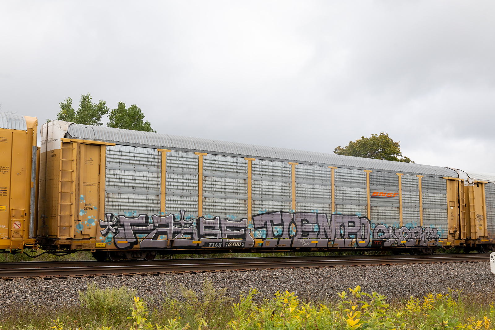 TTGX 704803