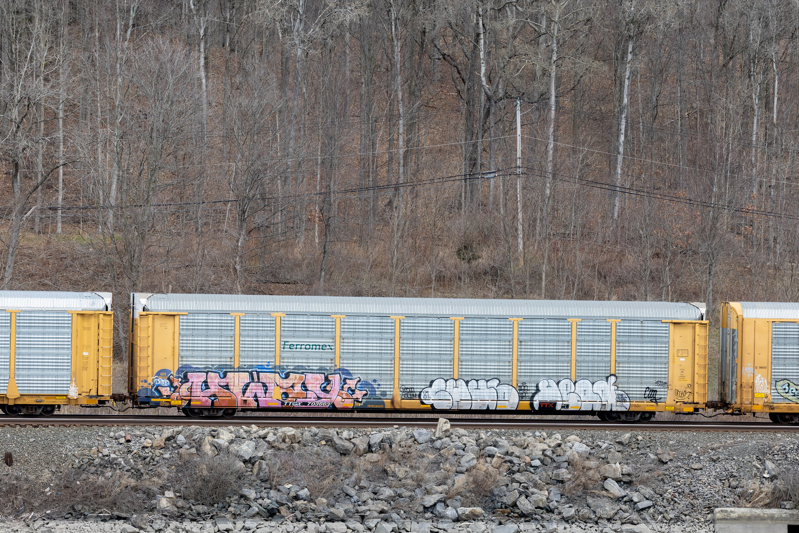 TTGX 703663